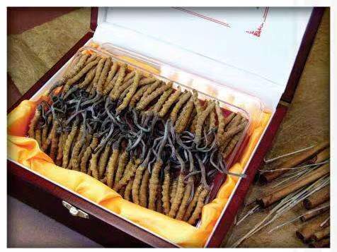 湄潭冬虫夏草回收